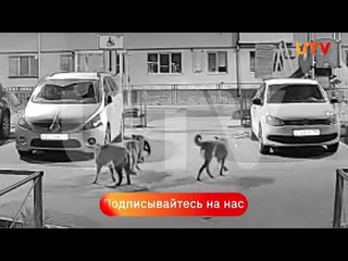 Бродячие собаки напали на кошку. Нефтекамск.