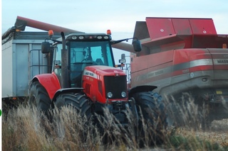 niwa Kukurydziane  | Massey Ferguson 7282 Centora + Massey Ferguson 6615
