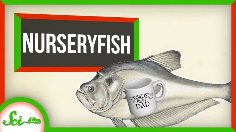 Nurseryfish Dads Give Their Young a Headstart