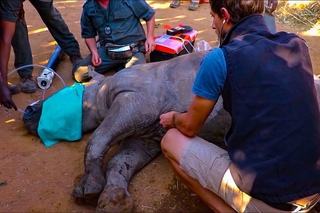 We dehorned our rhinos because of recent poaching threats at our sanctuary. One of our babies died during the procedure, but we