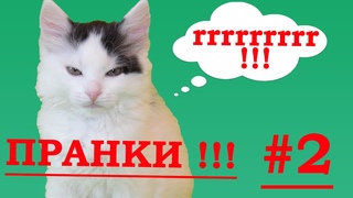 Супер пранки над кошкой #2