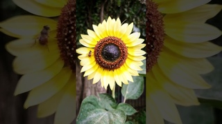🌞🌞🌻🌻🌻🌞🌞