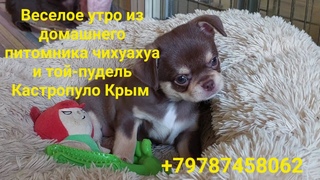 #релакс милые щенки чихуахуа  той-пудель питомник собак Кастропуло Крым #chihuahua #puppy #toypoodle
