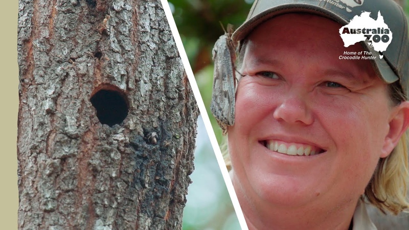 What animal created this hole , Wildlife Warriors