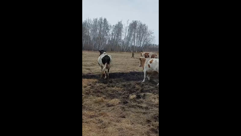 Божественные