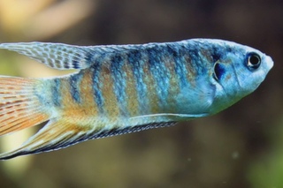 Paradiesfisch Macropodus Opercularis