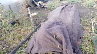 Укрытие персика в Омске. персик япамяти Бубнова в Сибири