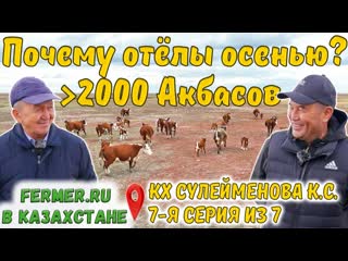 Казахская белоголовая или Герефорд Экономика осеннего отёла. Верблюды в КХ Сулейменова К.С.