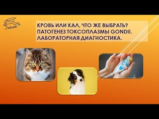 Токсоплазмоз. Патогенез, особенности лабораторной диагностики, какой материал выбрать для анализа