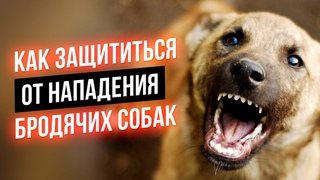 Как защититься от нападения бездомных собак 5 советов