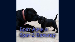 #друзьямировесникам StaffyBand Denis Zharkov