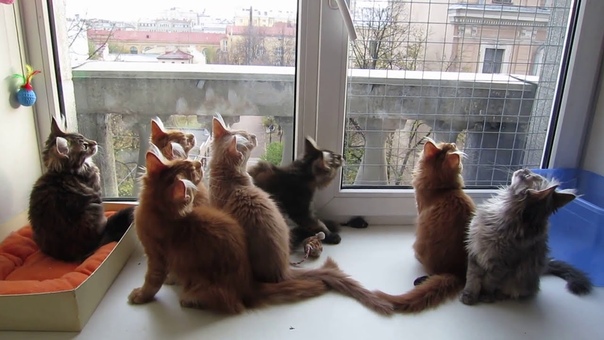 BEST ILVES котята мейн кун. Помет