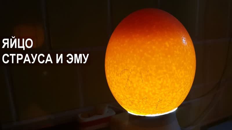 Яйцо страуса. Яйцо эму. Ферма Русский