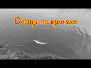 Осётр на крючке. Поимки осетра. Ловля рыбы на платнике.