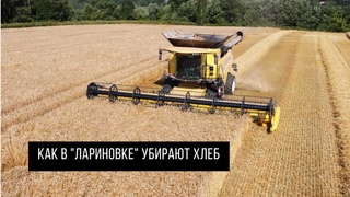 Как в "Лариновке" убирают хлеб