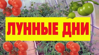 Когда сажать помидоры на рассаду в 2020 году по Лунному календарю для теплицы