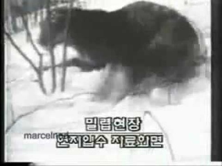 Siberian Tiger vs Dog, Dog Wins