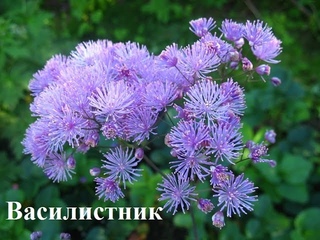Тенелюбивые цветы для сада  Цветы фото и названия
