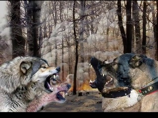 KANGAL vs WOLF