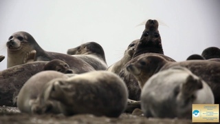 Клип “Каспийский тюлень“/ “Caspian seal“
