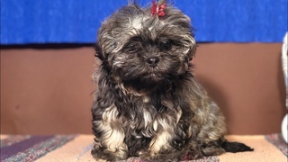 Малышка русская цветная болонка Авеста Вива Искорка, 3 месяца