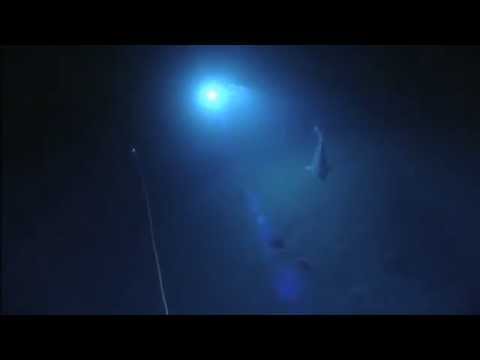Greenland Shark: Northeast U. S. Canyons