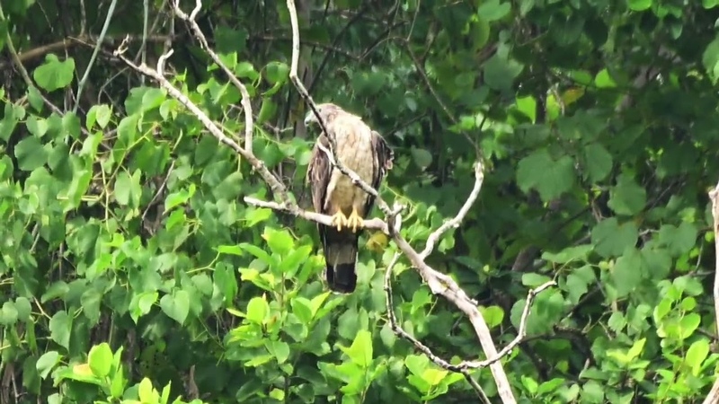 crested honey buzzard a long way off at baan maka nature lodge thailand 28, 10,