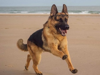 Старотипные немецкие овчарки. Завести немецкую овчарку. Овчарка в доме. Почему стоит заводить немецкую овчарку. Собака охраняет дом.