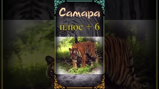 Погода на Завтра  13 ОКТЯБРЯ 24   Воскресенье..  #погода, #температура, #shorts,