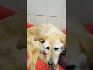 Прощай, Вася  Ты был таким милым, добрым и трогательный псом. В следующий раз будь ещё и домашним