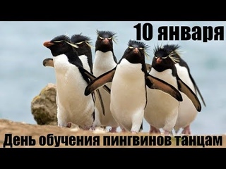 Танки-фиганки. День обучения пингвинов танцам.
