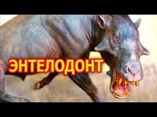 Энтелодонт | Адский кабан | Вымершее животное. Видео про животных