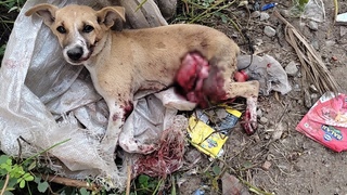 Puppy's astonishing recovery after internal organs torn out.