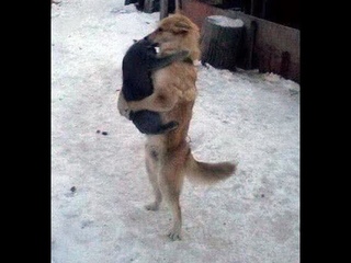 🐈 Теперь это мой кот! 🐕 Смешное видео с котами и собаками для хорошего настроения! 🐱