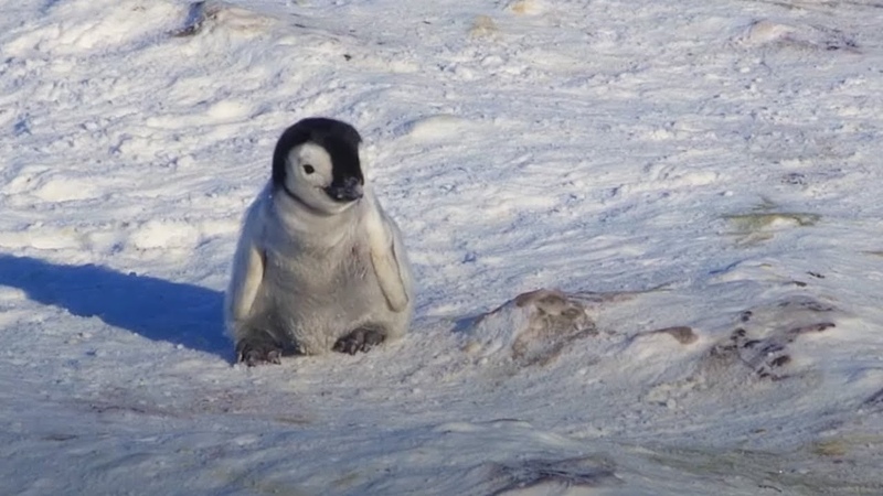 Baby Penguin Tries To Make Friends, Snow Chick: A Penguins Tale, BBC