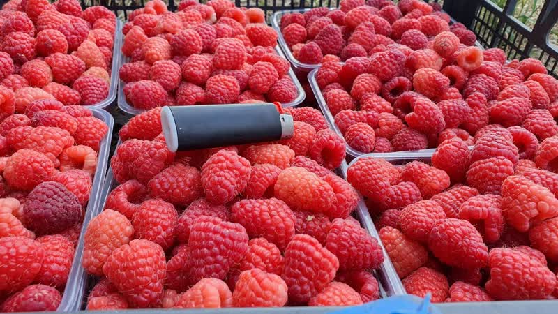 Чудо малина Высокий урожай, ароматный вкус, большой размер