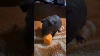 #animals #морскаясвинка #скинни кормление морских свинок!
