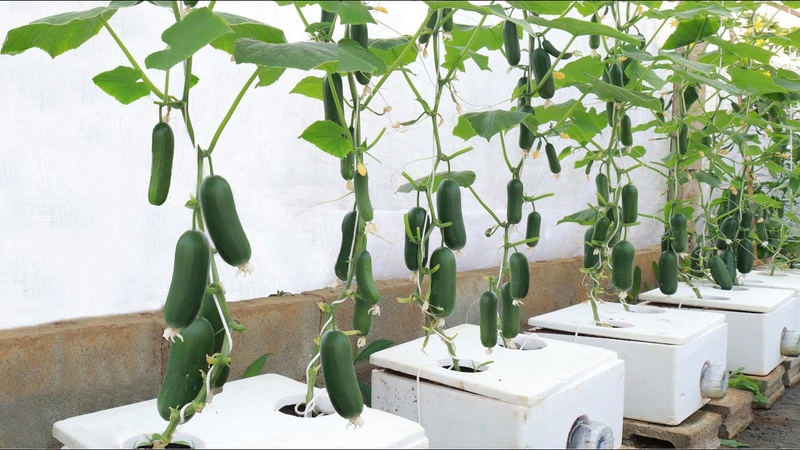 A special method of growing baby cucumbers at home Fruits come out a lot from the root to the