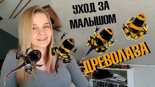 Как вырастить древолаза с лягушонка? Пособие по уходу.