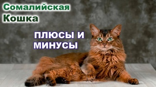 Сомалийская Кошка. Всё о породе - Уход и содержание