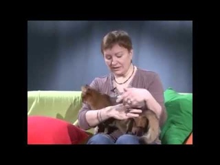 Сомалийская кошка