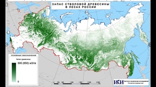 Почему лес надо выращивать