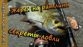 Ловля жереха на спиннинг на вибы и ратлины Пора ловить Жереха