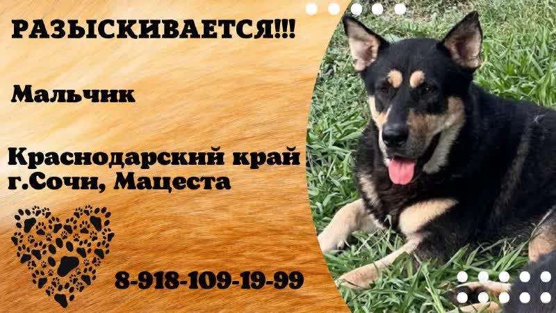 Пропала собака Мальчик,