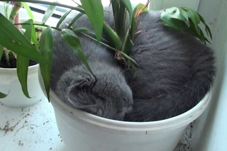 котенок уснул в горшке