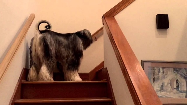 Afghan hound Max is a good