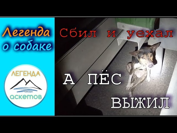 Подобрал сбитую
