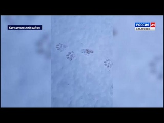 Встали на лыжи, чтобы посчитать следы: в Комсомольском заповеднике провели перепись обитателей