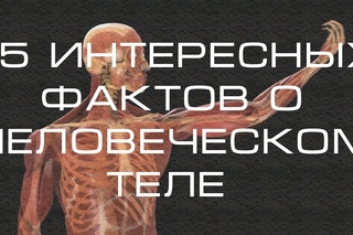 15 ИНТЕРЕСНЫХ ФАКТОВ О ЧЕЛОВЕЧЕСКОМ ТЕЛЕ!