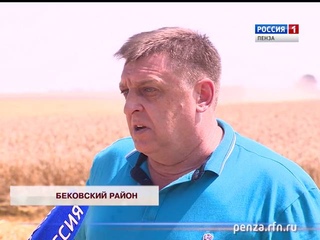 Пензенские аграрии убрали почти четверть посевных площадей